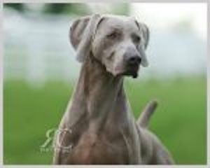 Think Big Marketing LLC's client Silhouette Weimaraners